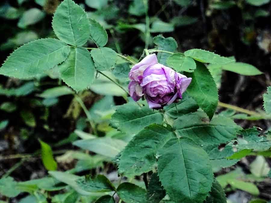 <i>Rosa centifolia</i> L.