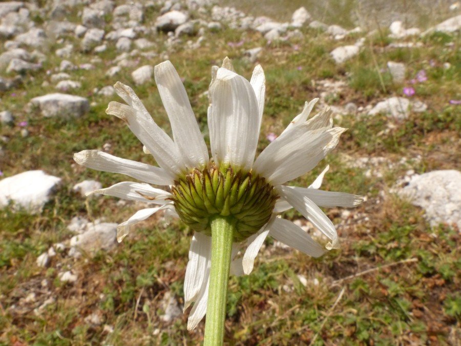 <i>Leucanthemum coronopifolium</i> Vill. subsp. <i>tenuifolium</i> (Guss.) Vogt & Greuter