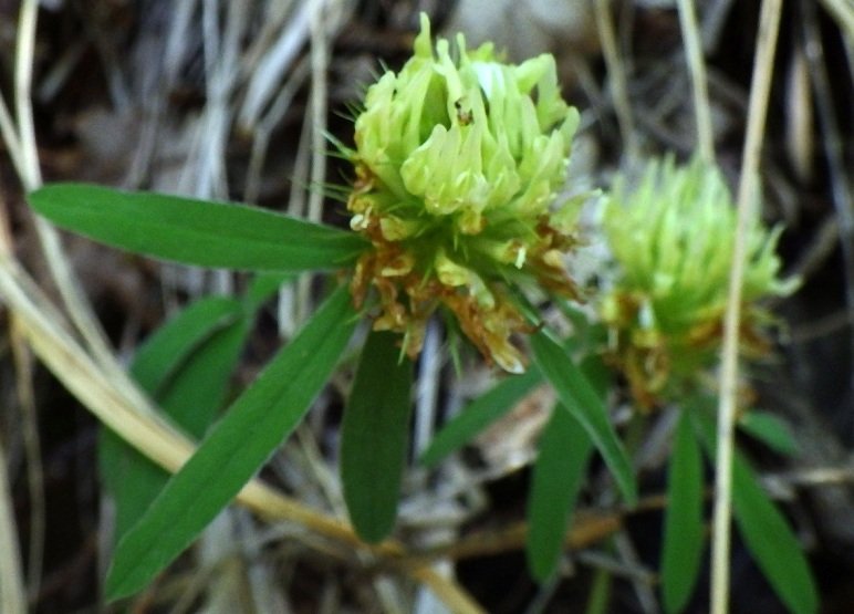 Trifolium pannonicum.JPG