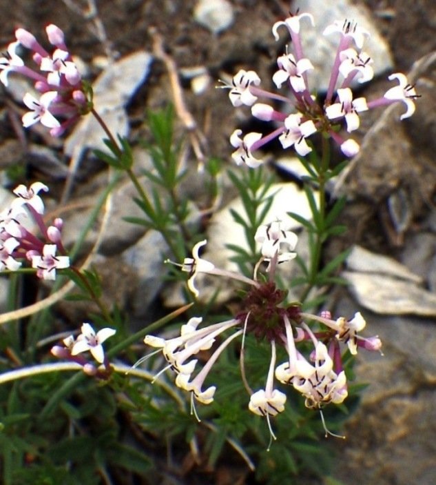 Hexaphylla allionii.JPG