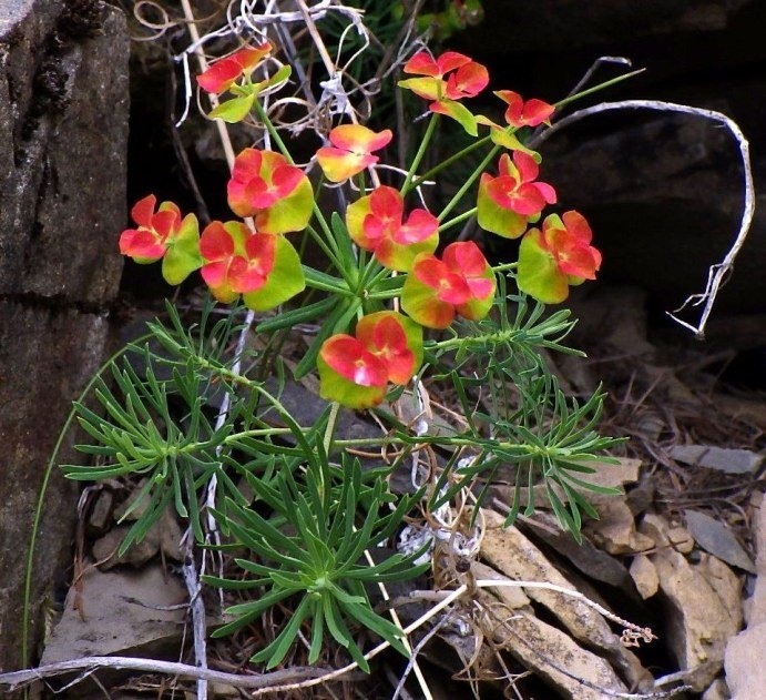 Euphorbia cyparissias.JPG