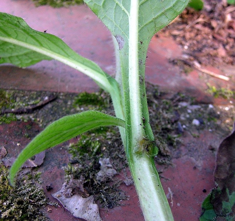 <i>Symphytum tuberosum</i> L. subsp. <i>angustifolium</i> (A.Kern.) Nyman