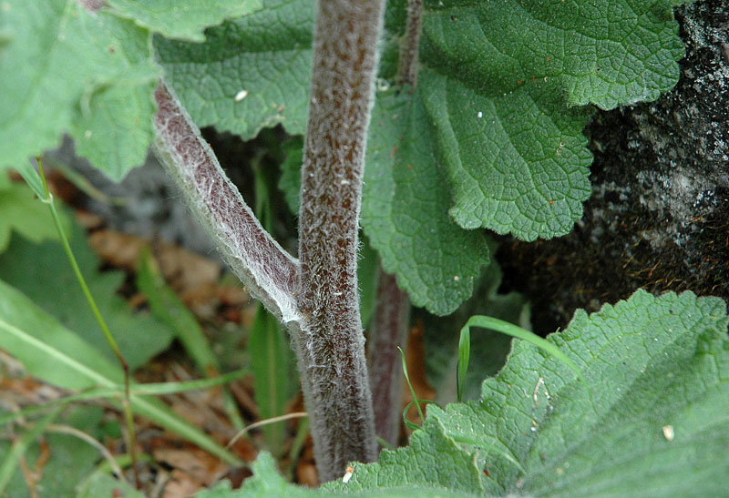 <i>Verbascum nigrum</i> L.