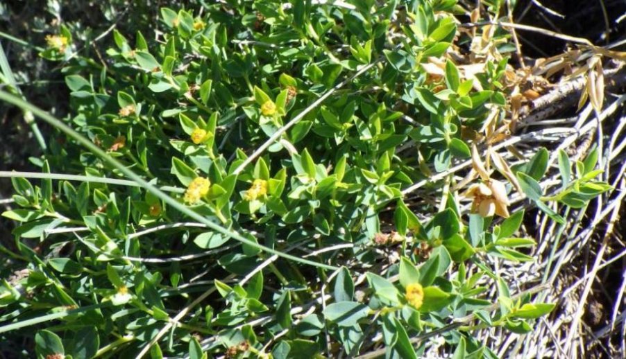 Euphorbia spinosa.JPG