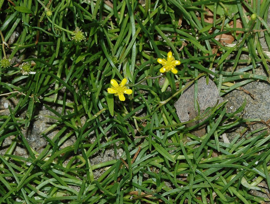 <i>Ranunculus reptans</i> L.