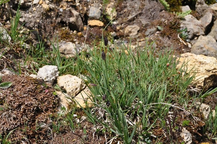Carex_1.jpg