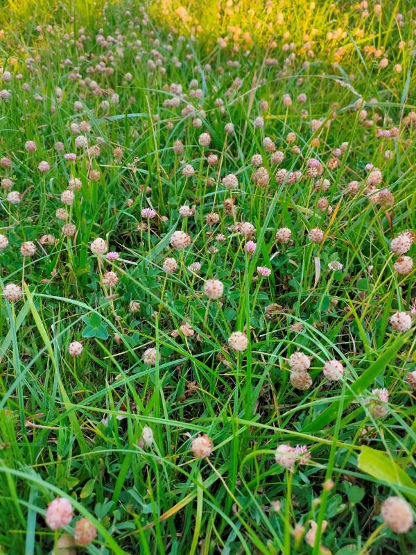 <i>Trifolium fragiferum</i> L. subsp. <i>fragiferum</i>