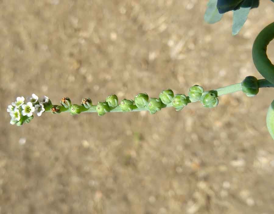<i>Heliotropium curassavicum</i> L.