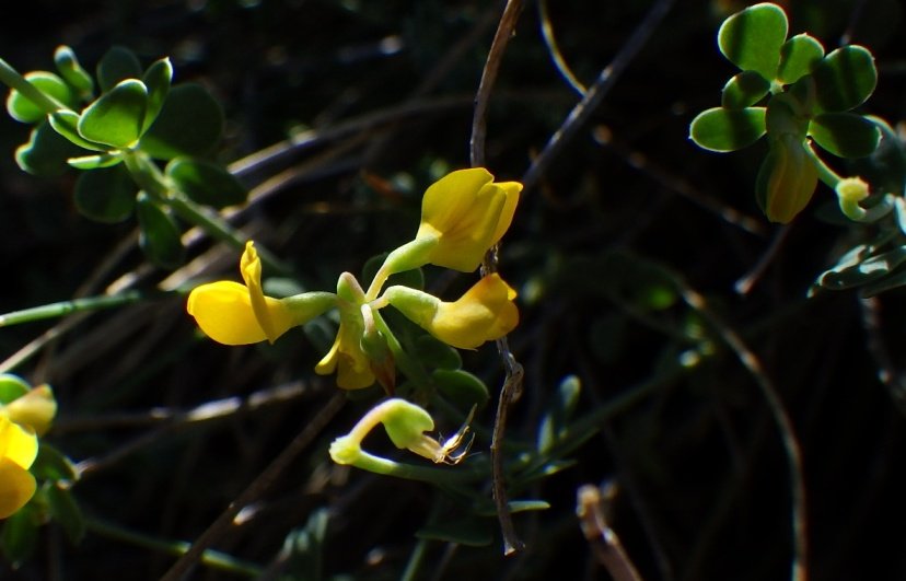 Cytisophyllum sessilifolium.JPG