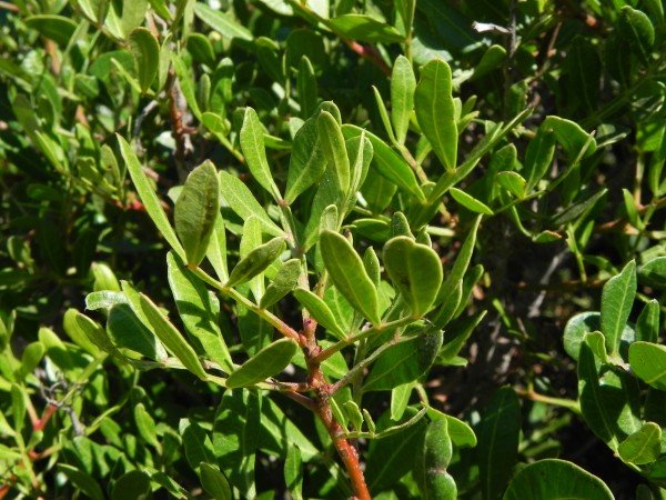 <i>Pistacia lentiscus</i> L.