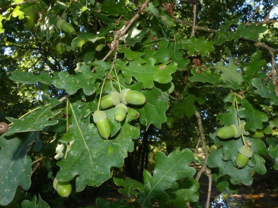 <i>Quercus robur</i> L.