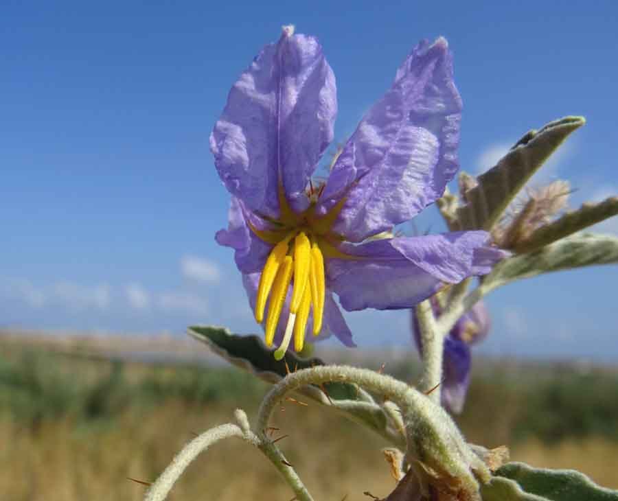 Solanum-elaeagnifolium-Cav..jpg