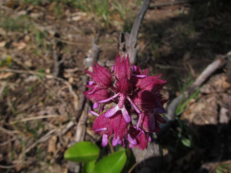 Orchis purpurea x simia1  (1).JPG