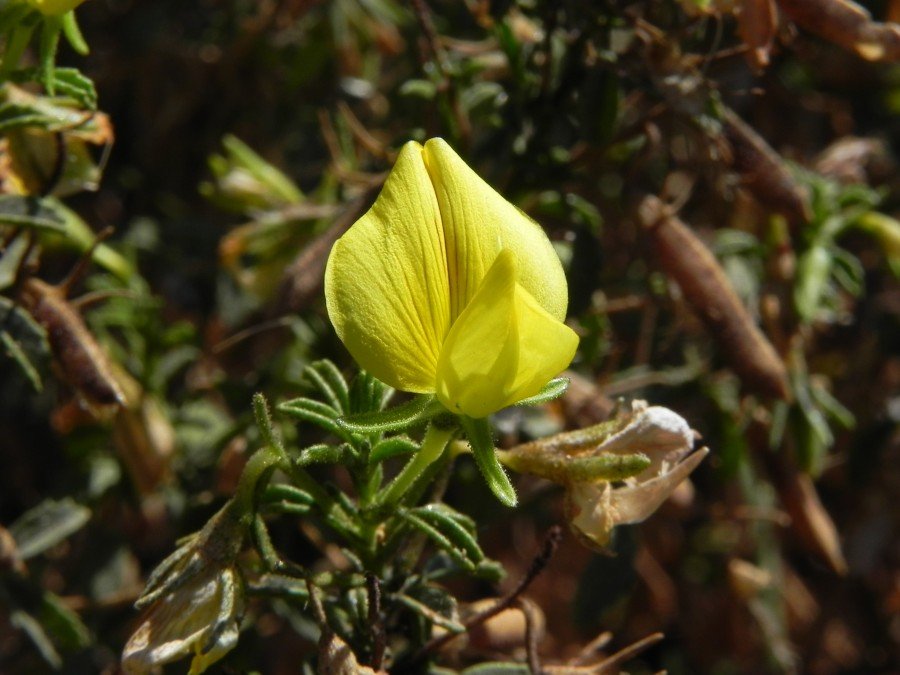 <i>Ononis natrix</i> L. subsp. <i>ramosissima</i> (Desf.) Batt.