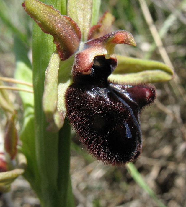 <i>Ophrys incubacea</i> Bianca