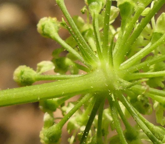 <i>Heracleum sibiricum</i> L. subsp. <i>ternatum</i> (Velen.) Briq.