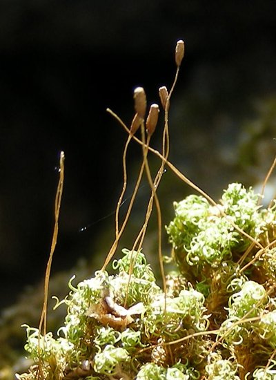 Briofita (2).jpg