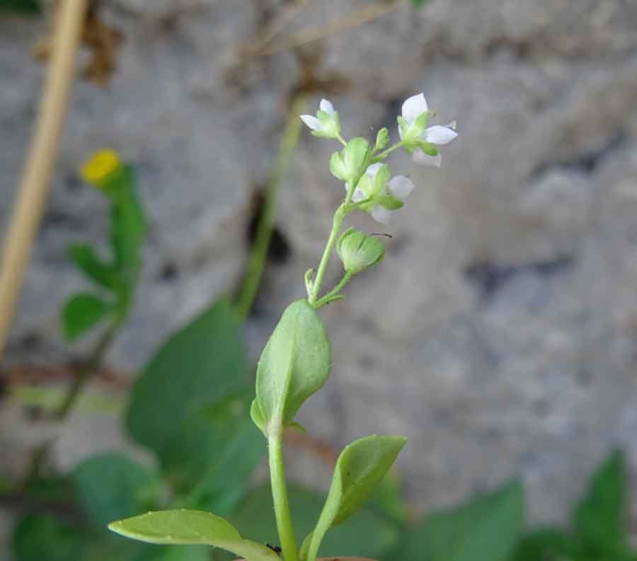 Veronica-serpyllifolia-L..jpg