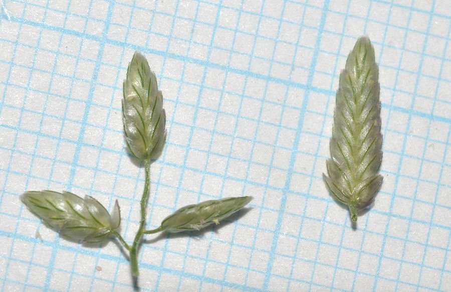 <i>Eragrostis cilianensis</i> (All.) Vignolo ex Janch. subsp. <i>cilianensis</i>