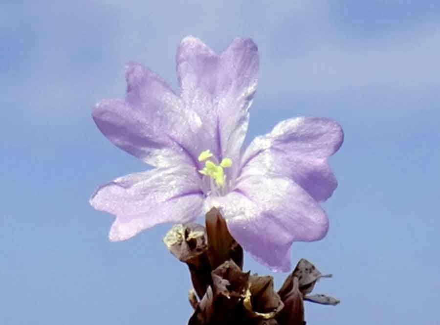 <i>Limonium virgatum</i> (Willd.) Fourr.