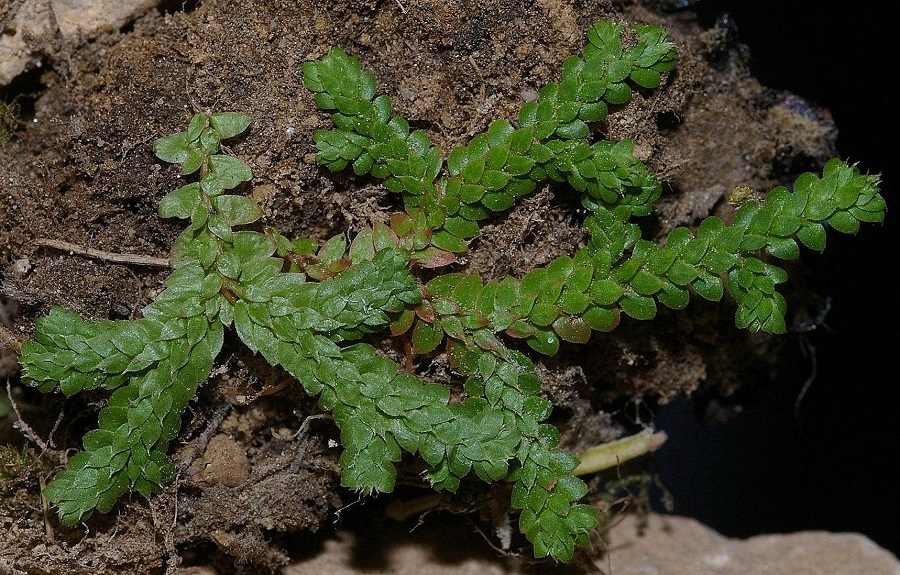 Selaginella denticulata 1.jpg
