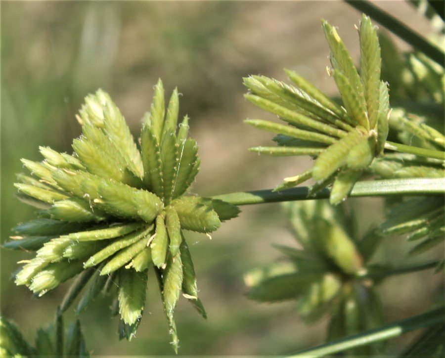 Cyperus eragrostis 6.JPG