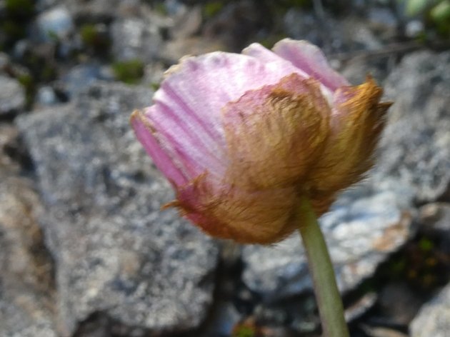 Ranunculus glacialis L. (1).JPG