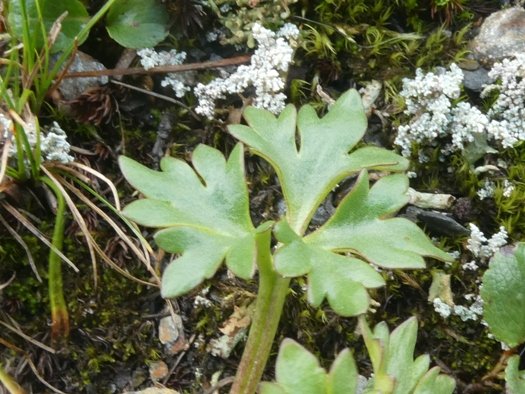 Ranunculus glacialis L. (2).JPG