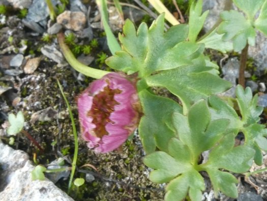 Ranunculus glacialis L. (3).JPG