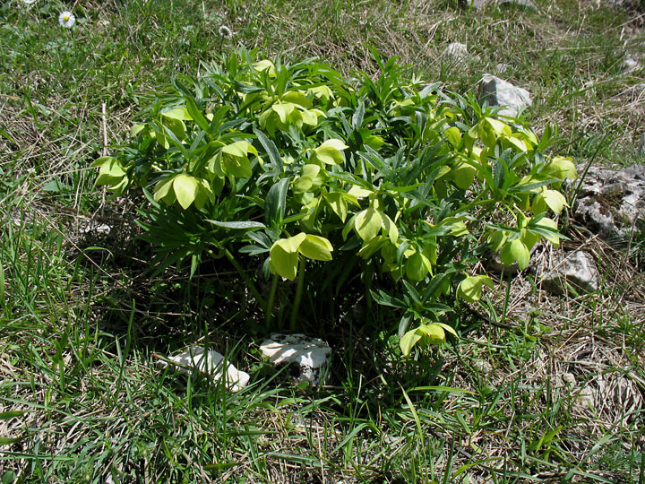 <i>Helleborus viridis</i> L. subsp. <i>bocconei</i> (Ten.) Peruzzi