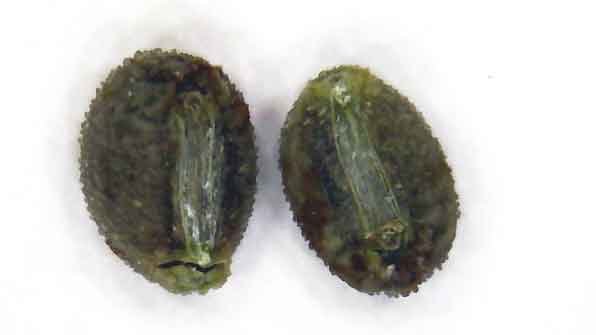 <i>Cynanchica pyrenaica</i> (L.) P.Caputo & Del Guacchio subsp. <i>cynanchica</i> (L.) P.Caputo & Del Guacchio