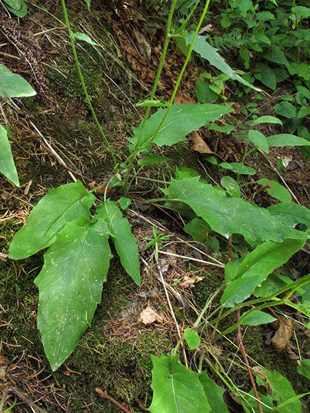 <i>Hieracium murorum</i> L. subsp. <i>perviride</i> Zahn
