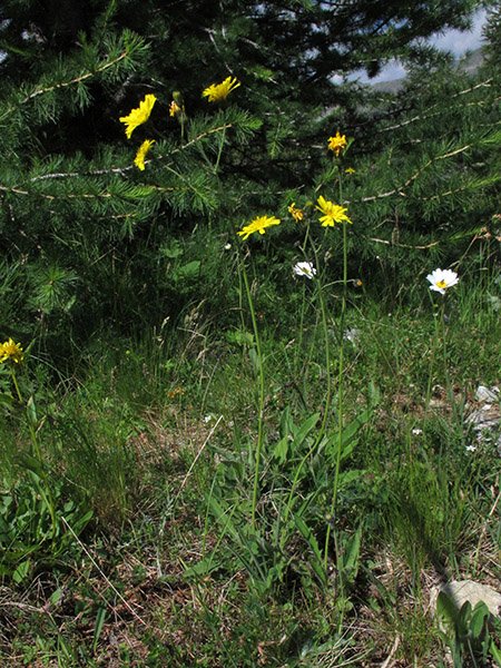 <i>Hieracium glaucinum</i> Jord. subsp. <i>jaubertianum</i> (Timb.-Lagr. & Loret) O.Bolòs & Vigo