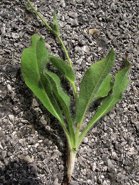 <i>Hieracium longifolium</i> Schleich. ex Hornem. subsp. <i>neocerinthoides</i> (Arv.-Touv. & Briq.) Greuter