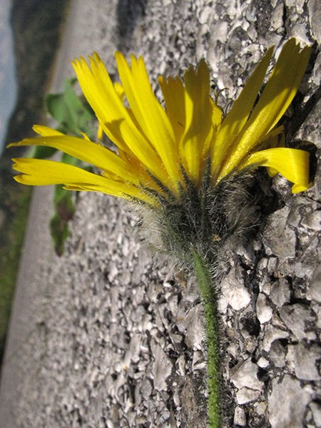 <i>Hieracium longifolium</i> Schleich. ex Hornem. subsp. <i>neocerinthoides</i> (Arv.-Touv. & Briq.) Greuter
