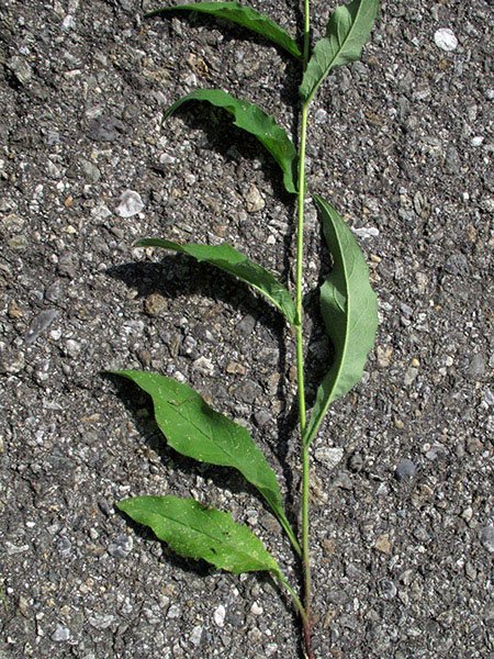<i>Hieracium rapunculoides</i> Arv.-Touv. subsp. <i>contractum</i> (Arv.-Touv.) Zahn