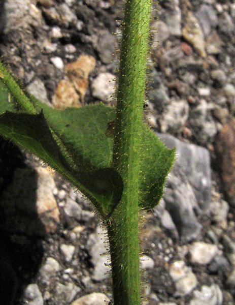 <i>Hieracium rapunculoides</i> Arv.-Touv. subsp. <i>contractum</i> (Arv.-Touv.) Zahn