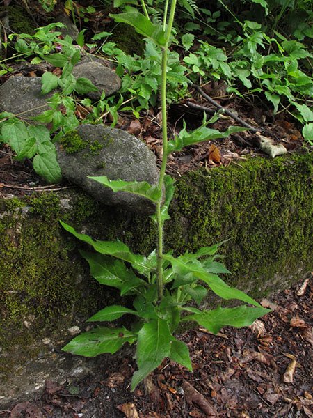 <i>Hieracium lycopifolium</i> Froel. subsp. <i>lycopifolium</i>
