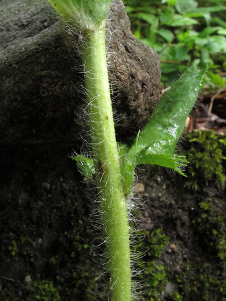 <i>Hieracium lycopifolium</i> Froel. subsp. <i>lycopifolium</i>