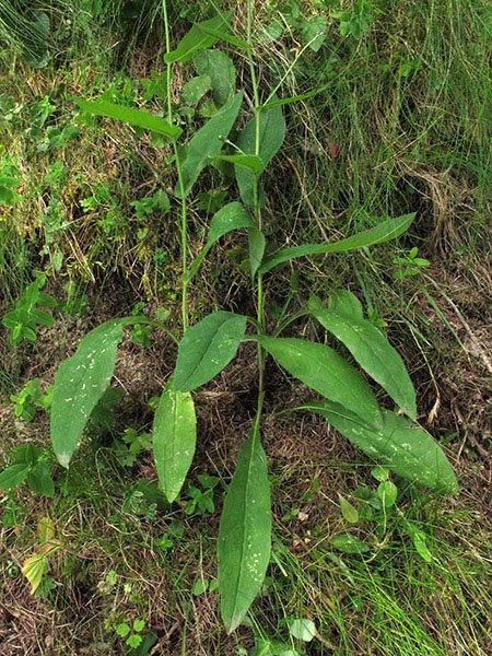 <i>Hieracium cavillieri</i> Zahn subsp. <i>vesubiense</i> Zahn