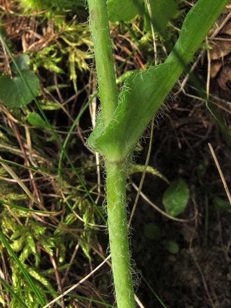<i>Hieracium cavillieri</i> Zahn subsp. <i>vesubiense</i> Zahn