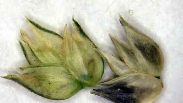 <i>Dactyloctenium aegyptium</i> (L.) Willd.