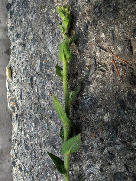 <i>Hieracium lycopifolium</i> Froel. subsp. <i>bifrons</i> (Arv.-Touv.) Zahn