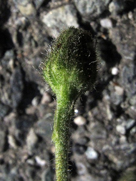<i>Hieracium lycopifolium</i> Froel. subsp. <i>bifrons</i> (Arv.-Touv.) Zahn