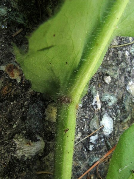 <i>Hieracium viscosum</i> Arv.-Touv. subsp. <i>lactucoides</i> Zahn