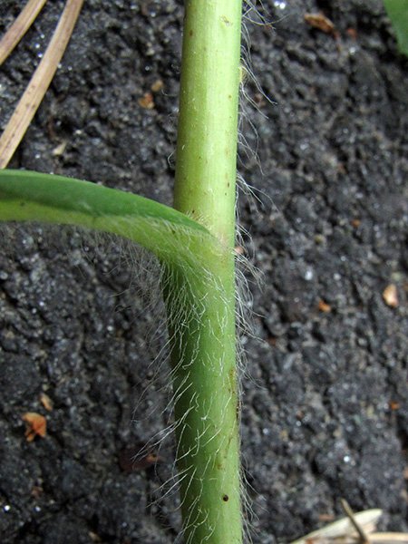 <i>Hieracium rapunculoides</i> Arv.-Touv. subsp. <i>rapunculoides</i>