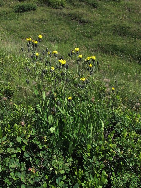 <i>Hieracium picroides</i> Vill. subsp. <i>picroides</i>
