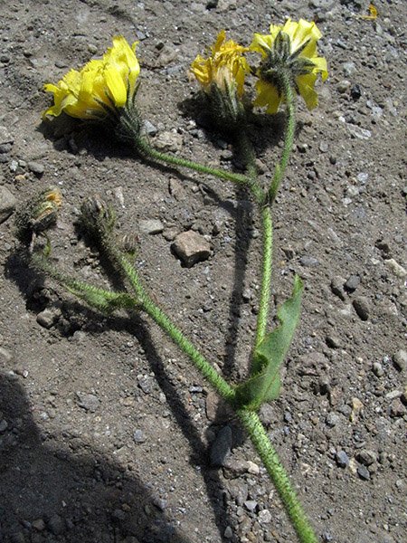 <i>Hieracium picroides</i> Vill. subsp. <i>picroides</i>