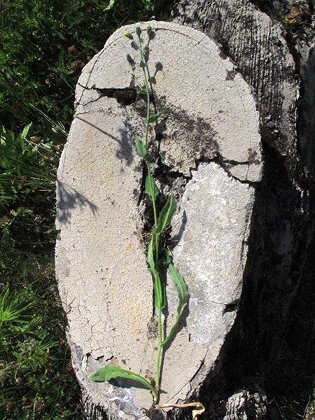 <i>Hieracium cydoniifolium</i> Vill. subsp. <i>cottianum</i> (Arv.-Touv.) Zahn