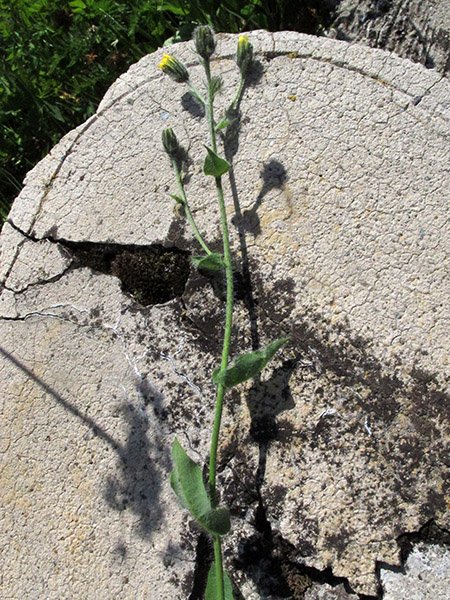 <i>Hieracium cydoniifolium</i> Vill. subsp. <i>cottianum</i> (Arv.-Touv.) Zahn